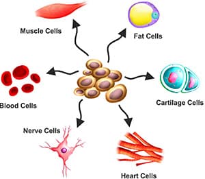 Cell Therapy in Mumbai, India - NeuroGen BSI