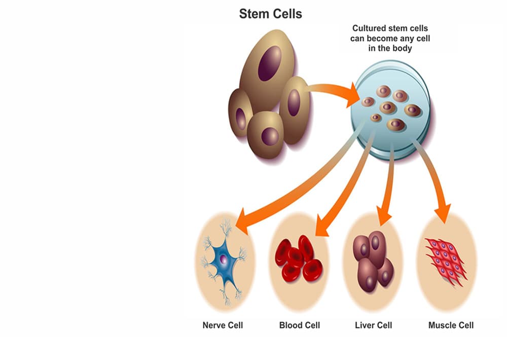 stem cell toys